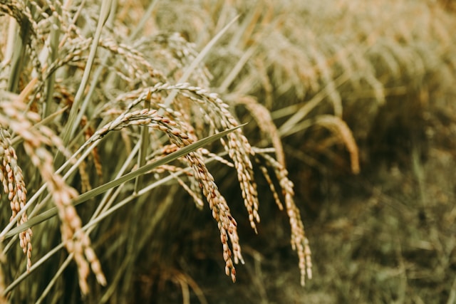 Associação esclarece possibilidade de escassez de arroz devido às enchentes no Rio Grande do Sul - Saiba mais no blog SeuDireito da Proteste 1